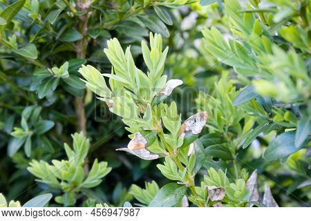 Young Buxus Leaves Are Eaten By Box Moth Caterpillar, Largest Buxus Pest. Invasive Species In Europe