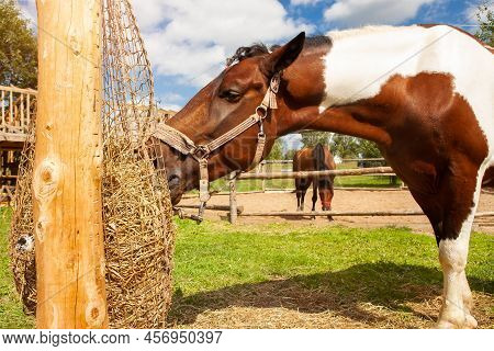 Horse Eating Hay From Haynet, On A Horse Ranch, Outdoors, On A Summer Sunny Day.