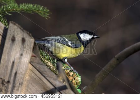 The Great Tit (parus Major) Is A Bird In Fields, Forests And Farms.