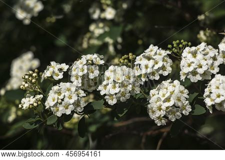 Spirea (spiraea Nipponica) In Early Spring In The Park.