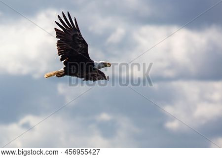 Bald Eagle (haliaeetus Leucocephalus) Flying In A Blue Sky In Northern Wisconsin, Horizontal