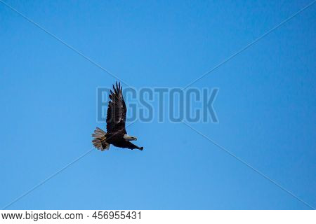 Bald Eagle (haliaeetus Leucocephalus) Flying While Carrying A Fish In Northern Wisconsin With Copy S