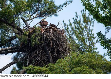 Bald Eagle (haliaeetus Leucocephalus) In A Nest Secured In A Pine Tree In Northern Wisconsin, Horizo