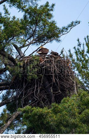 Bald Eagle (haliaeetus Leucocephalus) In A Nest Secured In A Pine Tree, Vertical