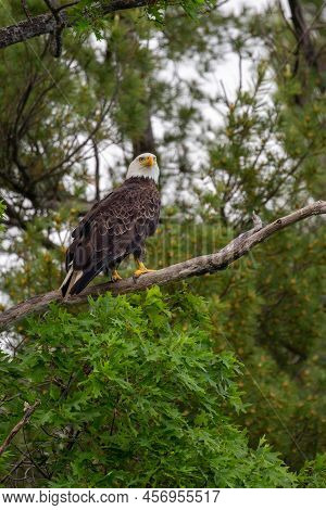 Bald Eagle (haliaeetus Leucocephalus) Perched In A Oak Tree In Northern Wisconsin, Vertical