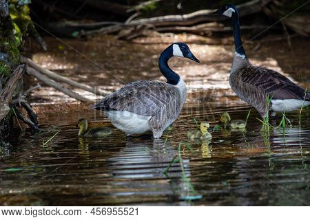 Canada Goose (branta Canadensis) Adults Watching Over Their Goslings On The Rainbow Flowage In North