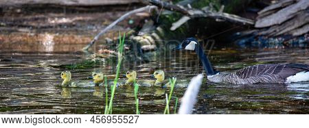 Canada Goose (branta Canadensis) Swimming Watching Over Goslings On The Rainbow Flowage In Northern 