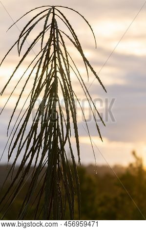 Drooping Stiff Long Leaves Immature Of Lancewood Tree In New Zealand Rainforest Against Sunset Sky A