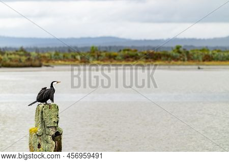 Pied Cormorant On Old Wharf Post Covered In Lichen In Okarito Lagoon, West Coast New Zealand.