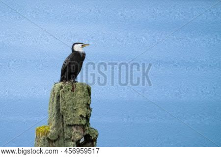 Painterly Effect Of Pied Cormorant On Old Wharf Post Covered In Lichen In Okarito Lagoon, West Coast