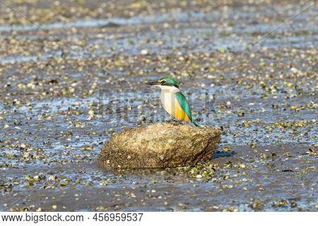 New Zealand Kingfisher On Rock At Low Tide On Tauranga Harbour.