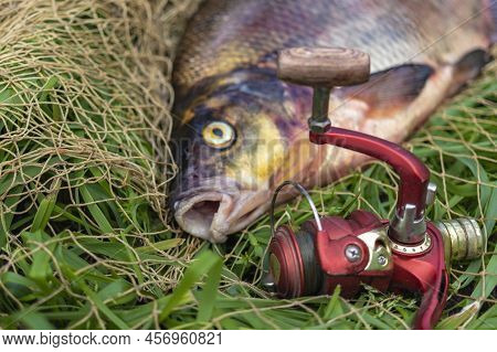 Big Fresh Bream. Freshly Caught River Fish. Large Tasty Fish Close-up. Fishing For Spinning And Feed