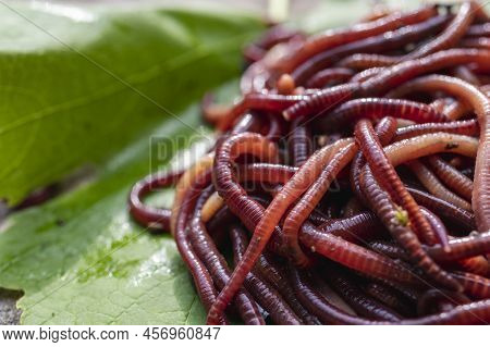 Breeding Red Worms Dendrobena. Fertile Soil. Natural Soil Improvement. Fishing Worms