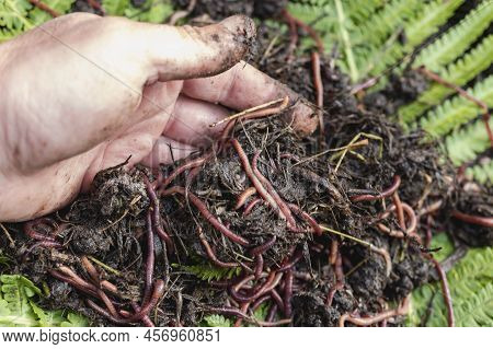 Breeding Red Worms Dendrobena. Fertile Soil. Natural Soil Improvement. Fishing Worms