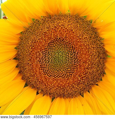 The Helianthus Sunflower Is A Genus Of Plants In The Asteraceae Family. Annual Sunflower And Tuberou