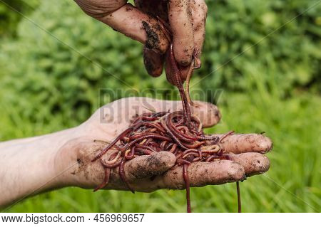 Breeding Red Worms Dendrobena. Fertile Soil. Natural Soil Improvement. Fishing Worms. Worms In The H