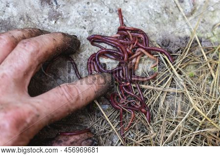 Breeding Red Worms Dendrobena. Fertile Soil. Natural Soil Improvement. Fishing Worms