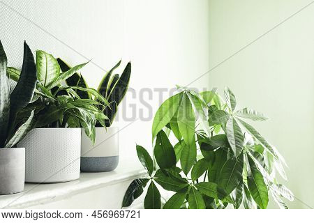 House Plants On A White Shelf