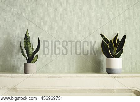 Two Flower Pots With Sansevieria