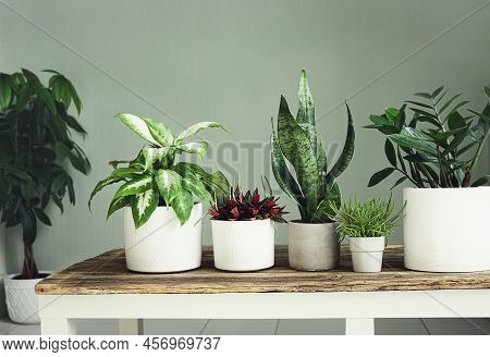 A Variete Of House Plants