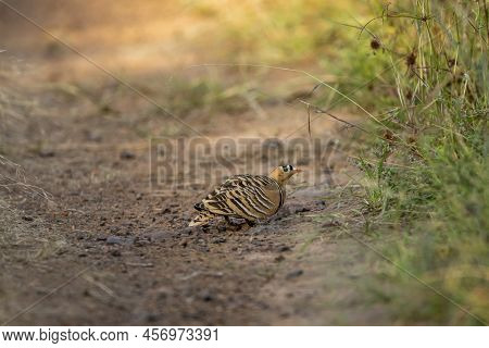 Painted Sandgrouse Or Pterocles Indicus Male Bird Closeup Or Portrait In Natural Green Background At