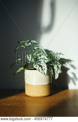 Small Green Hypoestes Pot Plant On Wooden Table Against Grey Wall With Window Shadow. Sunny Home Dec