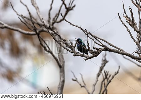 A Colorful Purple Sunbird Sitting On A Bush And Singing On A Cold Winter Evening Inside Bharatpur Bi