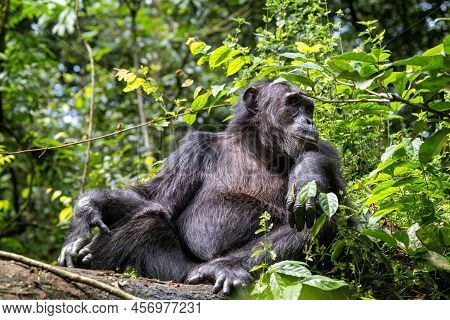 An Adult Chimpanzee, Pan Troglodytes, Rests On A Fallen Tree In The Rainforest Of Kibale National Pa