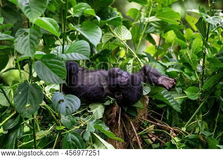 Baby Gorilla, Gorilla Beringei Beringei, Rests On A Tree Stump In Bwindi Impenetrable Forest, Uganda