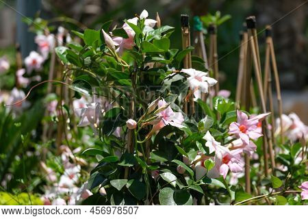 Beautiful Tropical And Subtropical Flowering Pink Vines Mandevilla (lat.- Mandevilla Splendens)