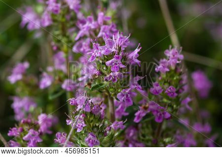 The Macrophoto Of Herb Thymus Serpyllum, Breckland Thyme. Breckland Wild Thyme, Creeping Thyme, Or E