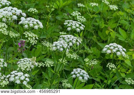 A View Of A White-flowered Meadow Of Aegopodium Podagraria L. From The Apiales Family, Commonly Refe