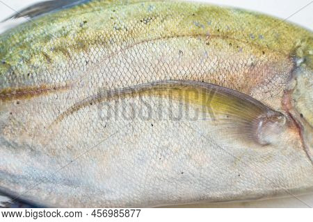 Caranx Melampygus, Bluefin Trevally Or Black Ulua