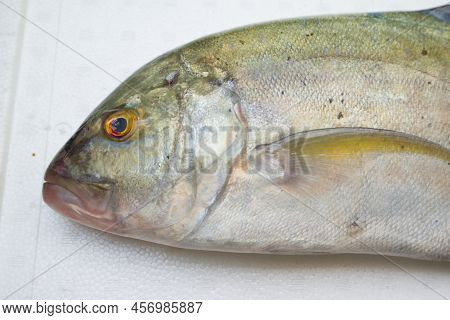 Caranx Melampygus, Bluefin Trevally Or Black Ulua