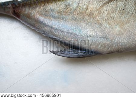 Caranx Melampygus, Bluefin Trevally Or Black Ulua