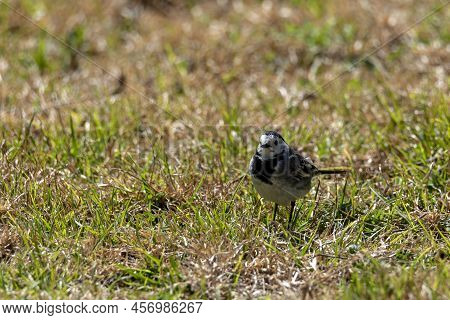 Beautiful Black And White Bird, White Wagtail (motacilla Alba), Song Bird In The Nature Habitat. Lit