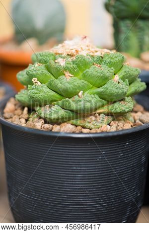 Ariocarpus Fissuratus V Hintonii In Flower Pot