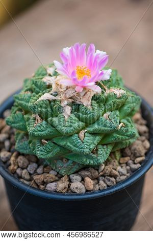 Ariocarpus Fissuratus V Hintonii And Flower In Pot