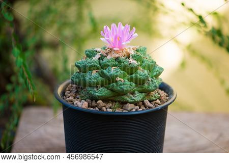 Ariocarpus Fissuratus V Hintonii And Flower In Pot