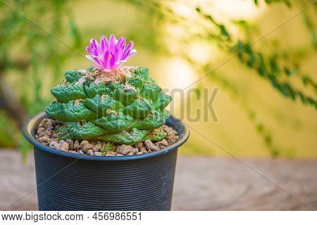 Ariocarpus Fissuratus V Hintonii And Flower In Pot