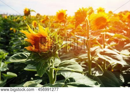 Helianthus Sunflower Is A Genus Of Plants In The Asteraceae Family. Annual Sunflower And Tuberous Su