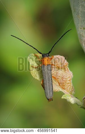 Vertical Closeup On A Colorful Eyed Longhorn Beetle, Oberea Oculata, Sitting On Goat Willow, Salix C