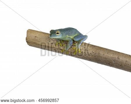 Top And Belly View Of Glass Frog Aka Cochranella Granulosa, Sitting On Wooden Branch. Isolated On A 