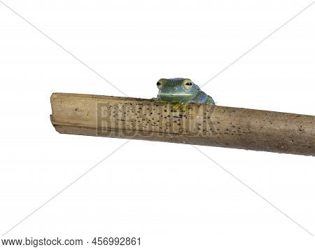 Top And Belly View Of Glass Frog Aka Cochranella Granulosa, Sitting On Wooden Branch. Isolated On A 