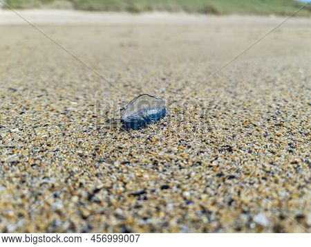 By The Wind Sailor, Velella Velella, Washed Up On Narin Beach, County Donegal - Republic Of Ireland