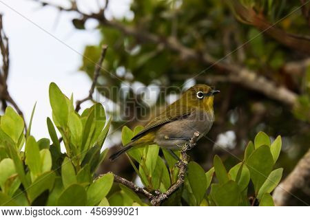 Cape White-eye Bird Perching On Branch (zosterops Virens Capensis), Mossel Bay, South Africa