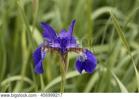 Flower Of An Iris Delavayi