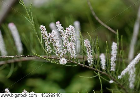 Flowers Of The Tamarix Species Tamarix Tetrandra