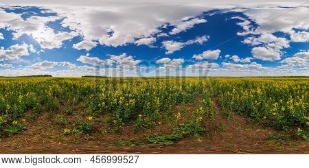 360 By 180 Seamless Degree Full Spherical Panorama Of Summer Day Blossomong Yellow Rapseed Colza Fie