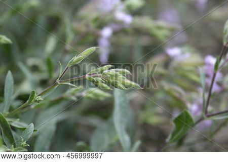Soapwort Max Frei Flowe Buds In The Garden
